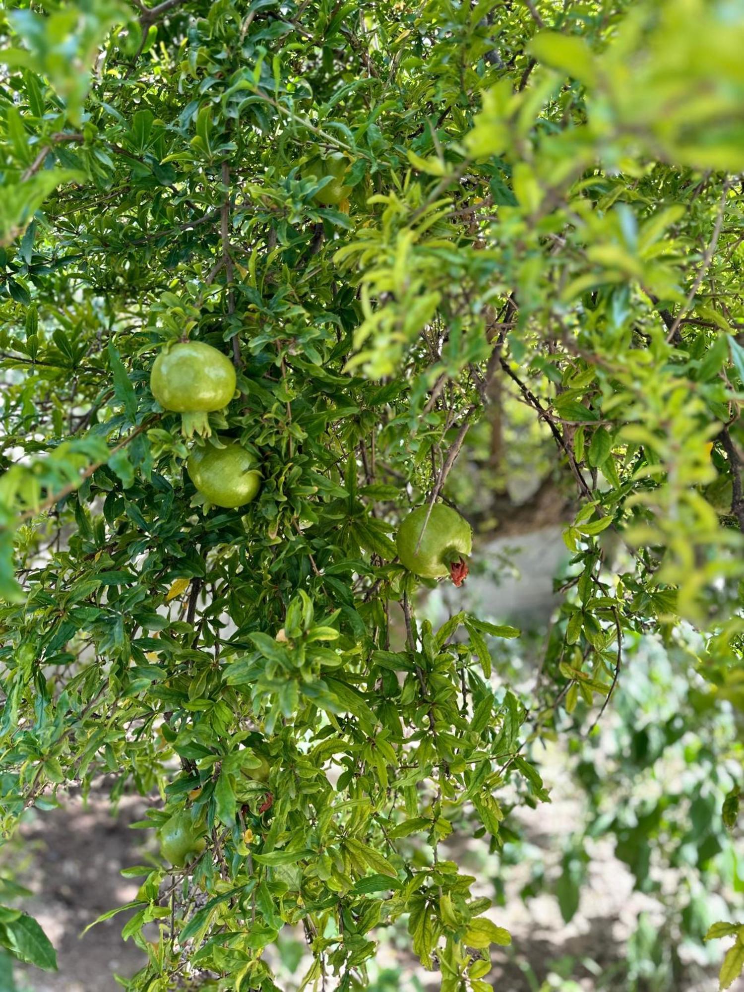 Flower'S Home 奥里库姆 外观 照片