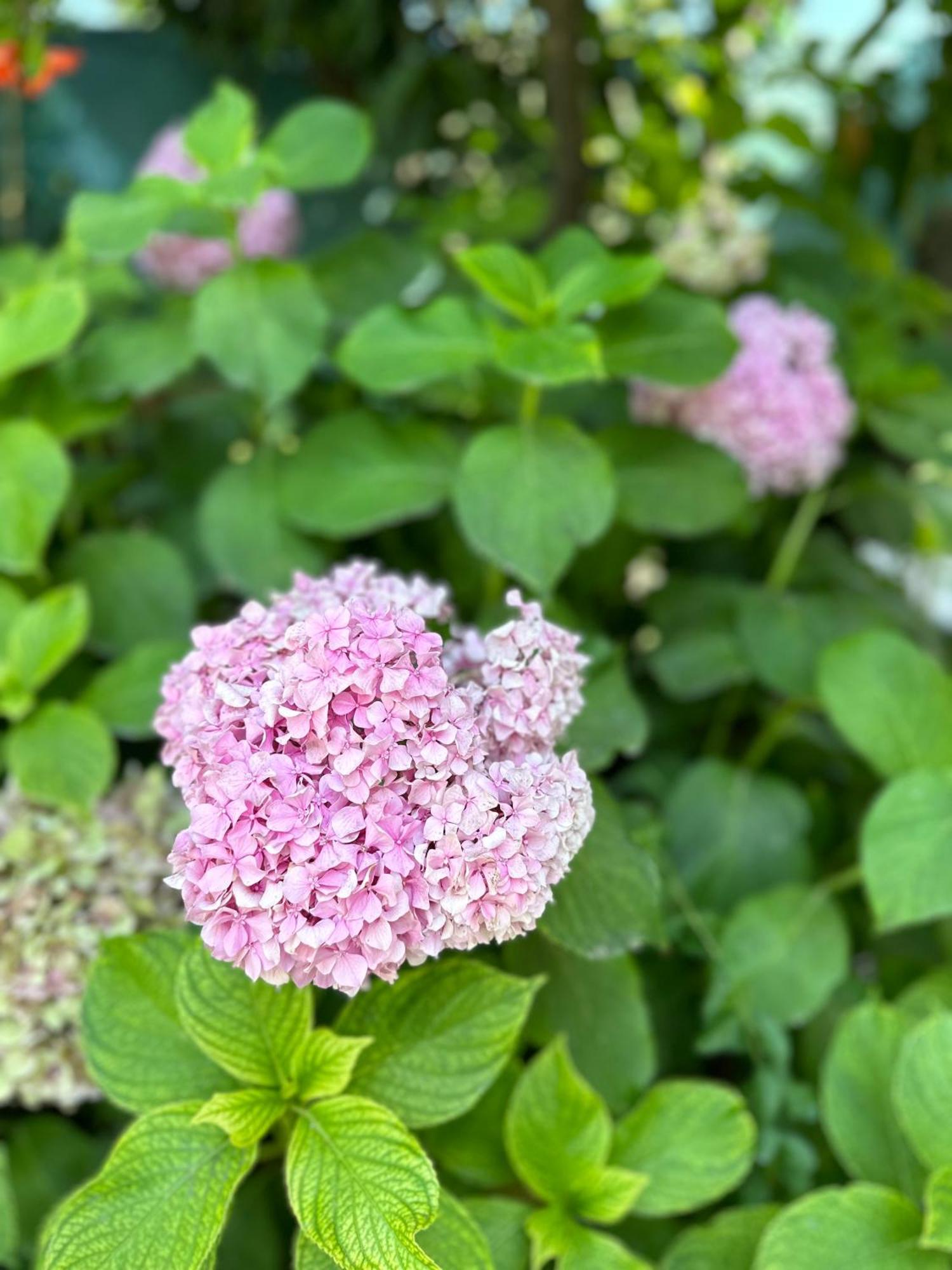 Flower'S Home 奥里库姆 外观 照片